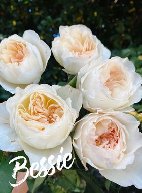 铃兰家 | 贝茜 bessie大卫奥斯汀年超新品月季花苗灌木强香盆栽