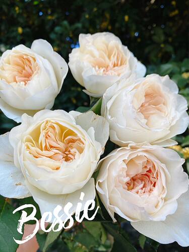 贝茜英国大卫奥斯汀月季花苗