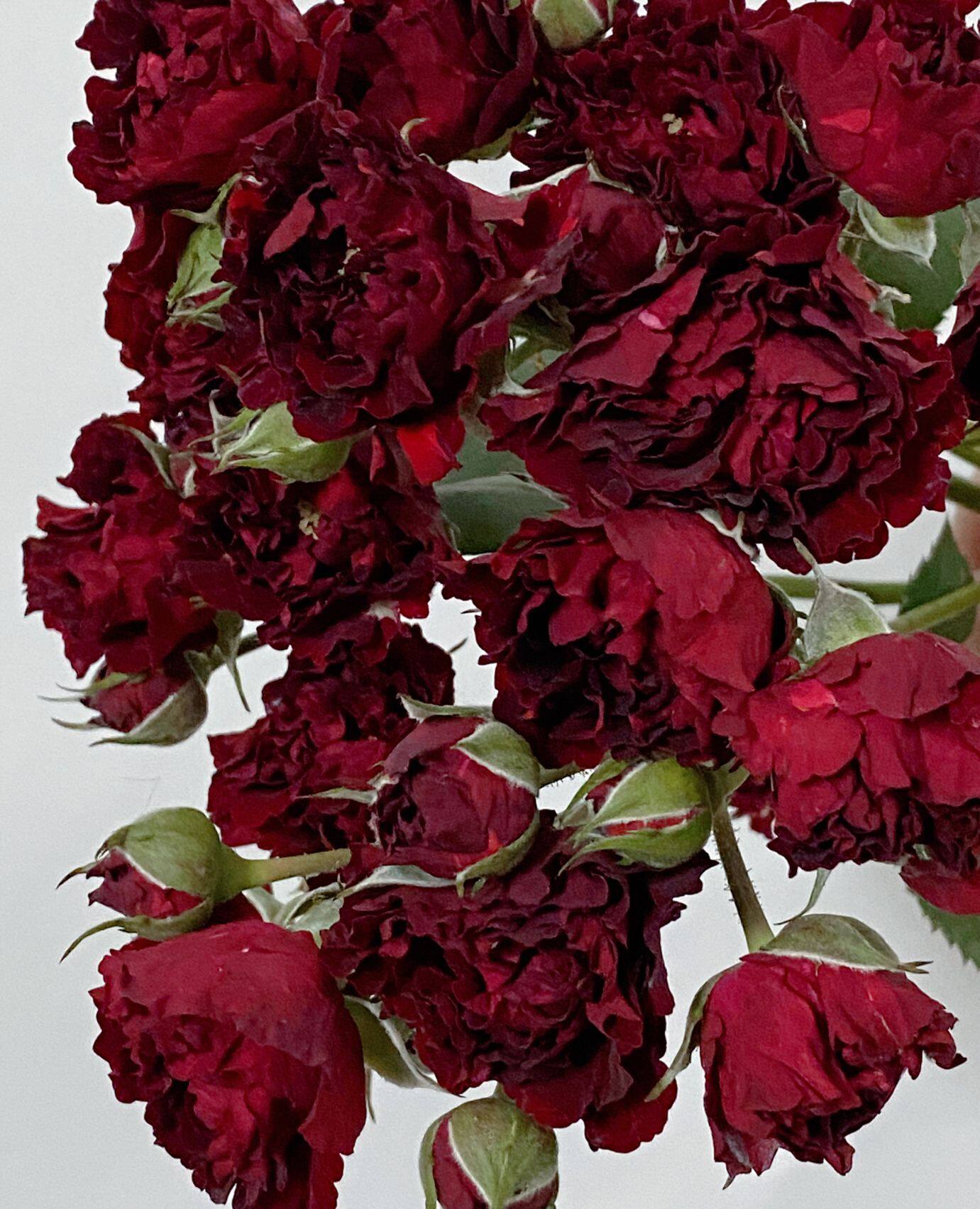 铃兰家 | 莓果宝宝 超新品多头深红色玫瑰花苗盆栽阳台月季花卉