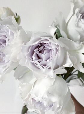 铃兰家 | 加百利大天使   紫色月季强香  1加仑盆栽扦插苗   推荐