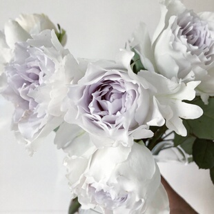 铃兰家 | 加百利大天使   紫色月季强香  1加仑盆栽扦插苗   推荐