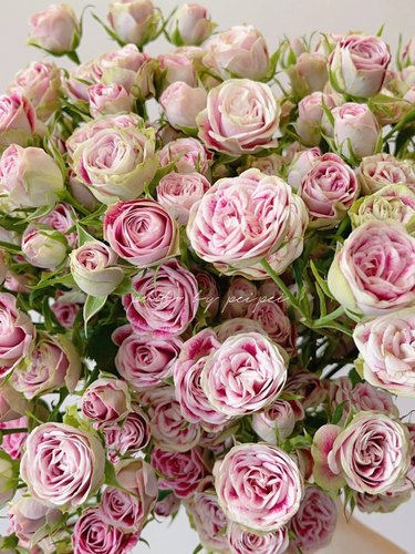 盆栽阳台月季玫瑰花苗新品