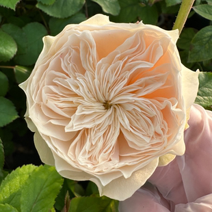 荷兰月季 Harper 玫瑰花苗灌木盆栽植物 可爱哈珀Lovely 铃兰家