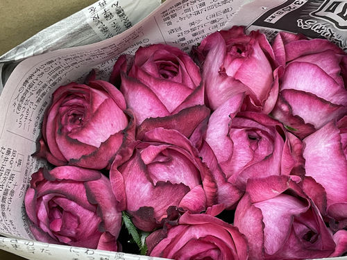 伊芙妖艳玫瑰花苗大花强香
