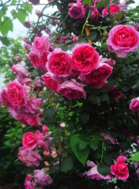 铃兰家 | 大游行  大型藤本花量很大爬藤月季香  玫瑰花苗攀爬