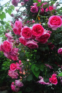 铃兰家 | 大游行 大型藤本花量很大爬藤月季香 玫瑰花苗攀爬