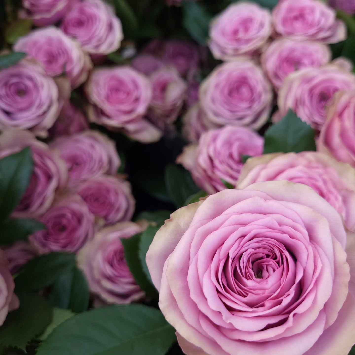 烟熏妆SmokeyEyes月季花苗盆栽