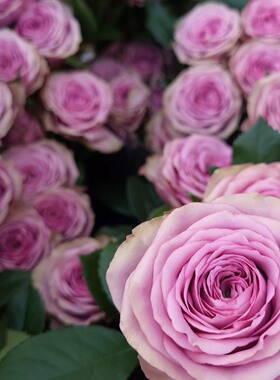 铃兰家 |  烟熏妆 Smokey Eyes 德国2025月季花苗灌木盆栽植物