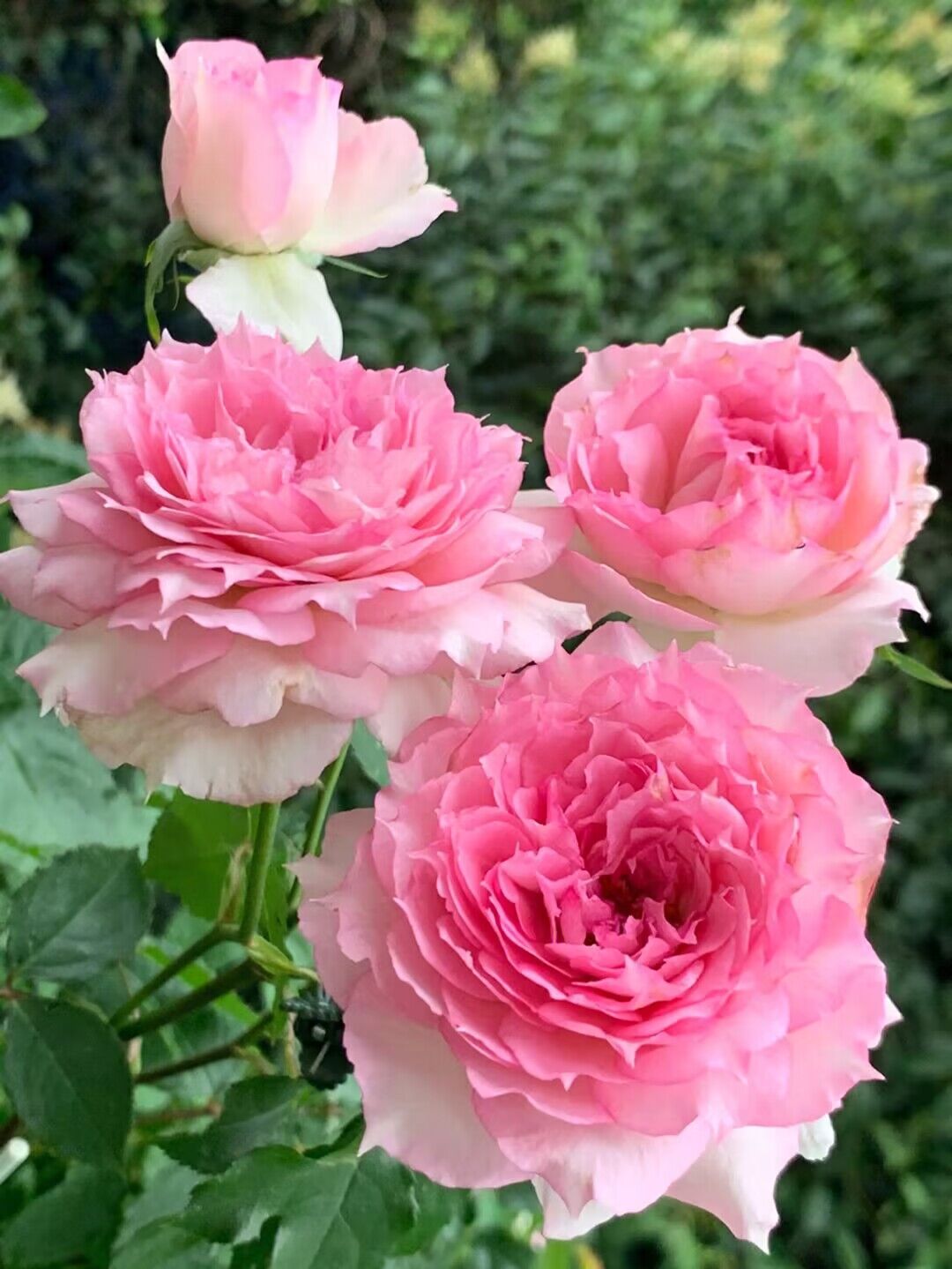 粉天方日本月季花苗粉色大花