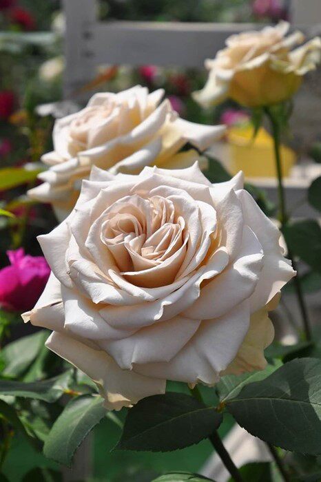 铃兰家 | 第九天使 日本河本月季灌木四季开花推荐庭院花卉复古色