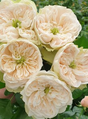 铃兰家 | 惠特比修道院  Whitby Abbey荷兰大花灌木盆栽花苗白色