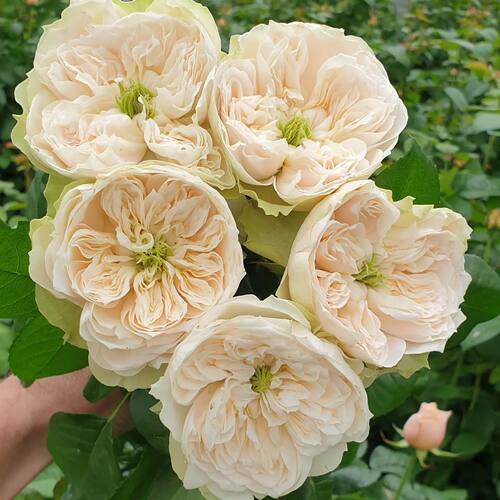 惠特比修道院WhitbyAbbey花苗