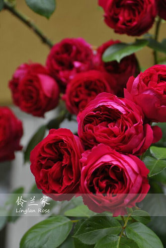 月季盆栽花苗红色爬藤