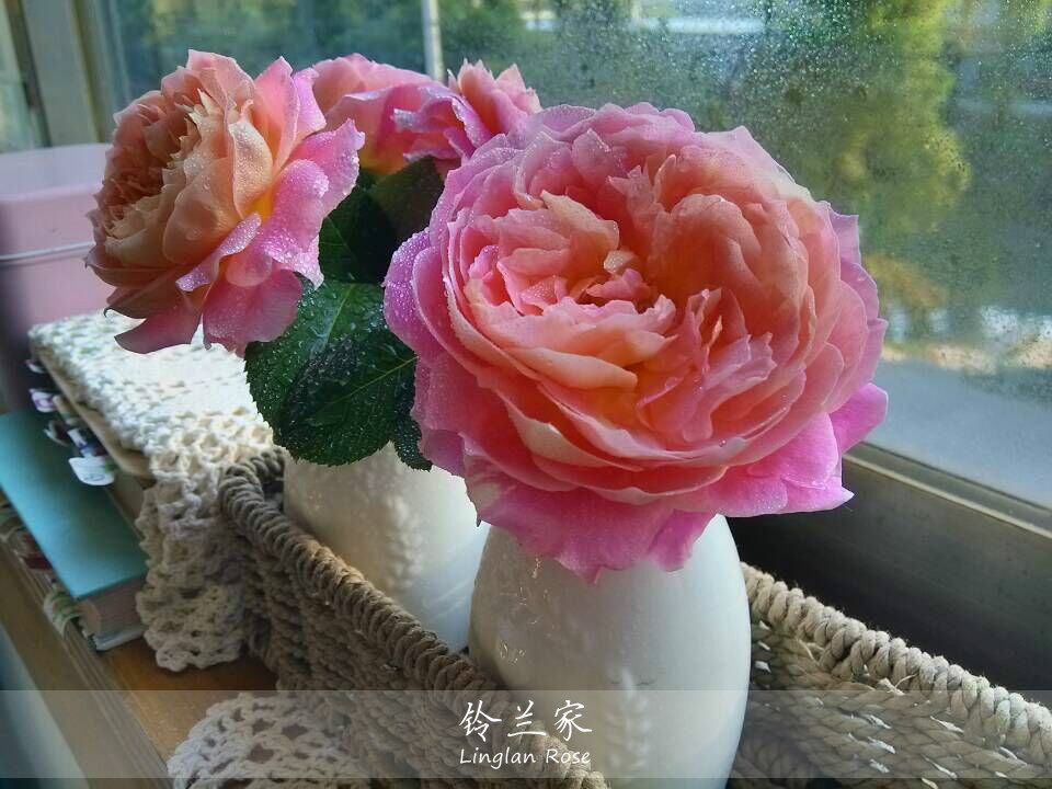 铃兰家 | 法国莫奈  条纹月季四季开花香特别推荐  多花灌木