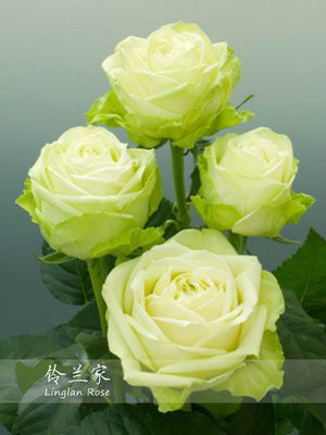 铃兰家 | 绿色浪漫  绿色茶香欧月月季花苗阳台盆栽花卉植物四季