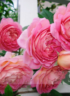 铃兰家 | 银禧庆典 月季盆栽苗 英国奥斯汀rose 强香 带盆发货