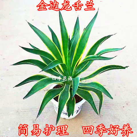 金边龙舌兰盆栽 多肉植物 虎皮兰绿植花卉超好养防辐射吸甲醛包邮 - 封面