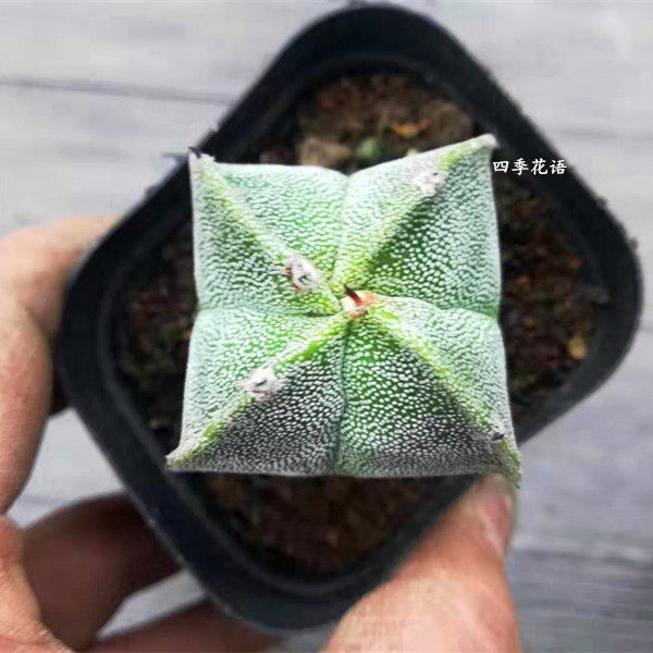 多肉植物 角鸾凤玉 星球 星兜 星冠盆栽 沙漠植物 新奇植物超好养在类目 鲜花速递/花卉仿真/绿植园艺, 花卉/绿植盆栽（新）, 多肉植物中 - 来自Buy2taobao.com提供专业的淘宝代购服务