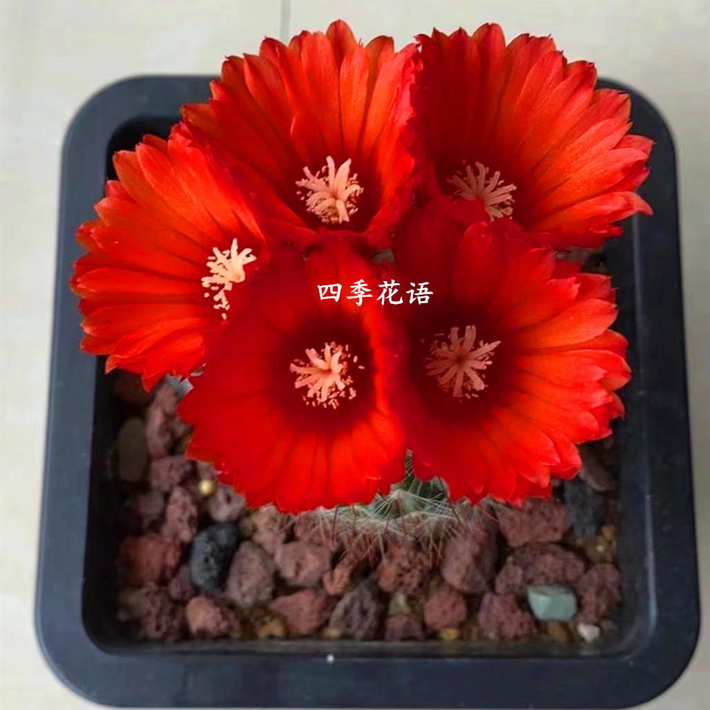 四季花语 实生绯绣玉仙人球 南国玉属仙人球 多肉植物盆栽花卉