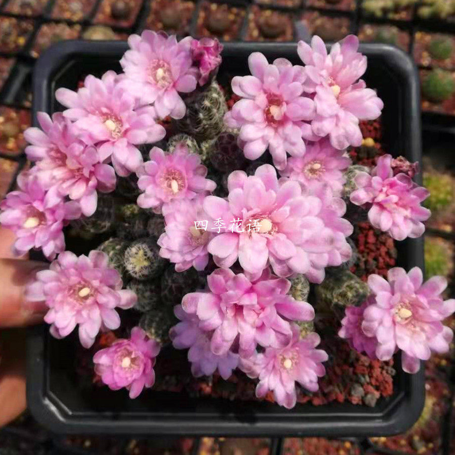 四季花语 罗星丸群生多头仙人球 爱开花仙人球 群开型仙人球