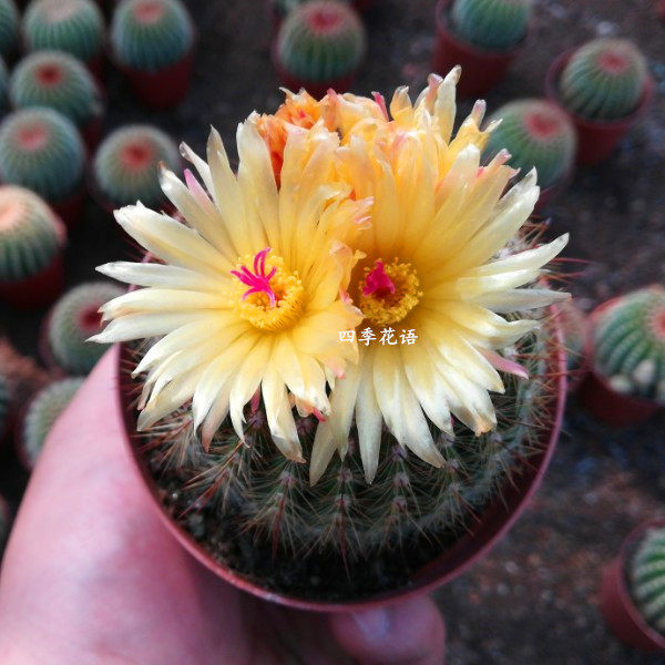 仙人球多肉植物绯花玉桌面开花盆景 11 价格 多少钱 优惠券 优惠信息 第11页 购物没得比官网