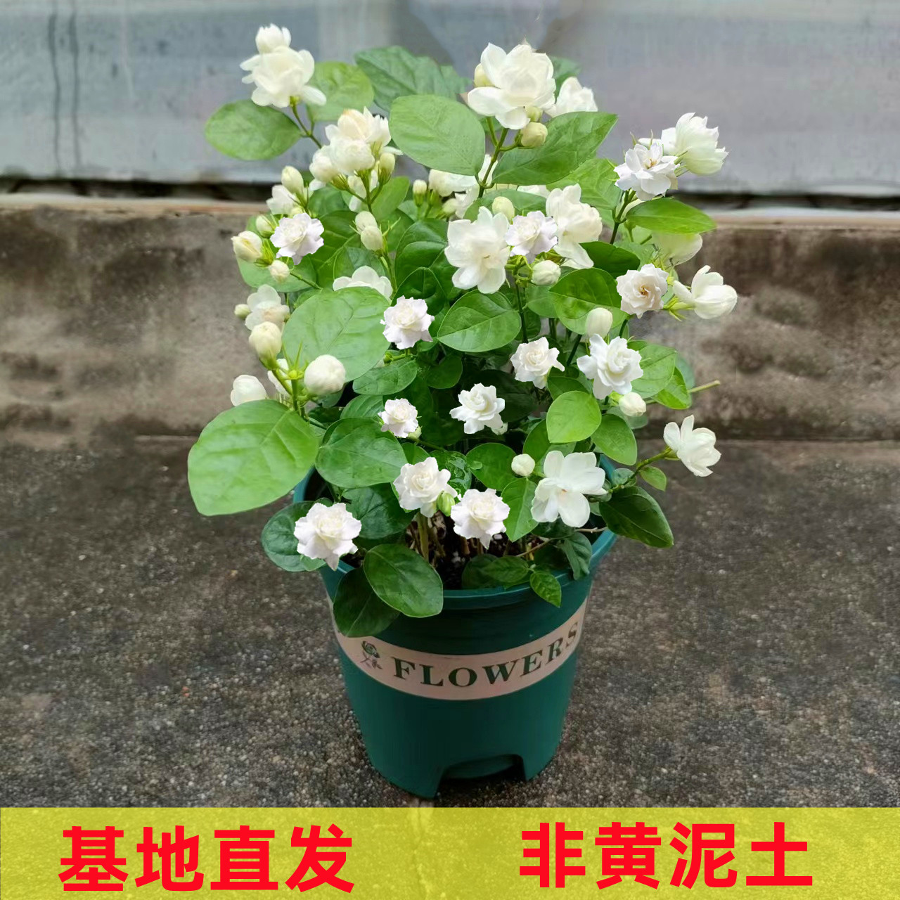 茉莉花盆栽虎头茉莉花卉四季好养花期长开花香阳台庭院植物净化空