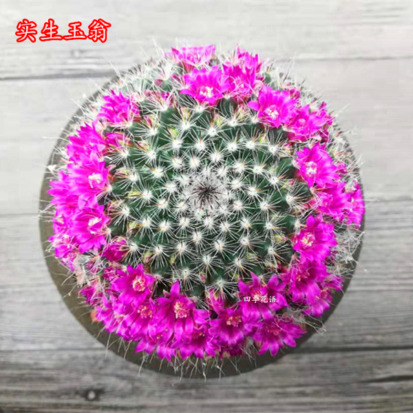 玉翁仙人球 盆栽 开花仙人球 绯花玉玉翁开花球 多年大球