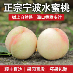 正宗宁波水蜜桃大果应季桃子新鲜水果整箱水密桃子湖景白凤桃礼盒