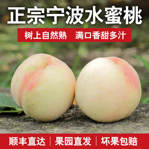 正宗宁波水蜜桃大果应季桃子新鲜水果整箱水密桃子湖景白凤桃礼盒