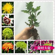 菊花苗大菊花盆栽室内外庭院阳台花卉植物观赏菊花芙蓉小苗 包邮
