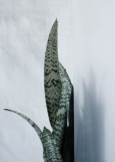海报虎皮兰植物装饰画现货]
