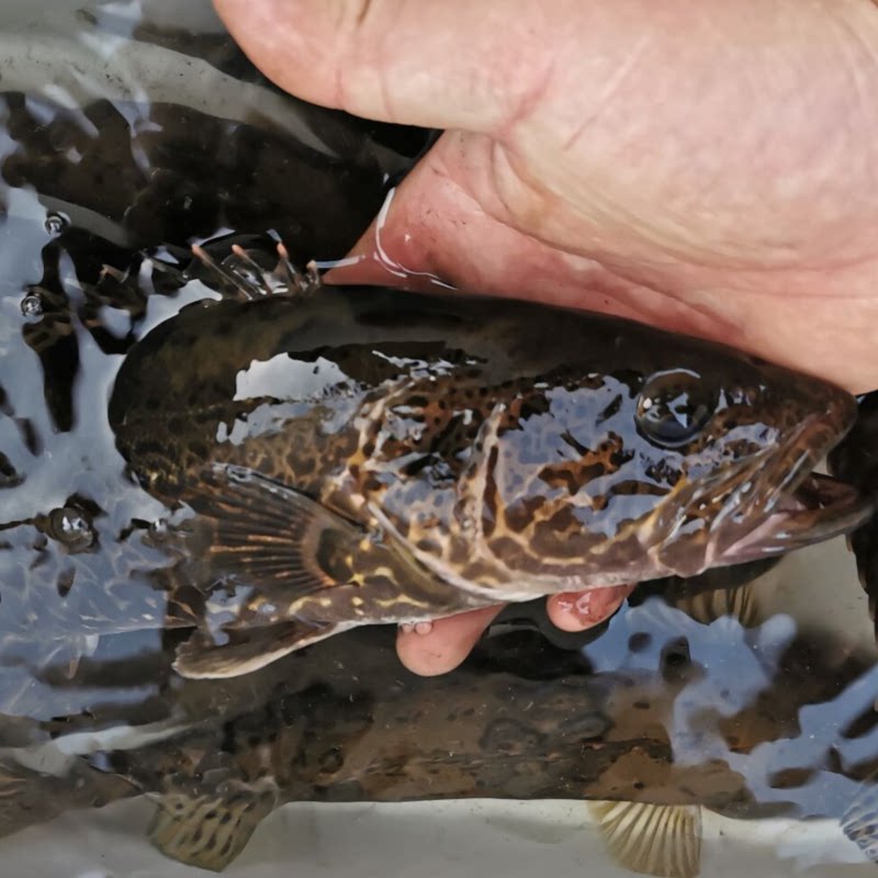 斑鳜 广东大斑鳜鱼鲜活 桂花鱼野外淡水鱼肉质嫩滑味道鲜美无小刺