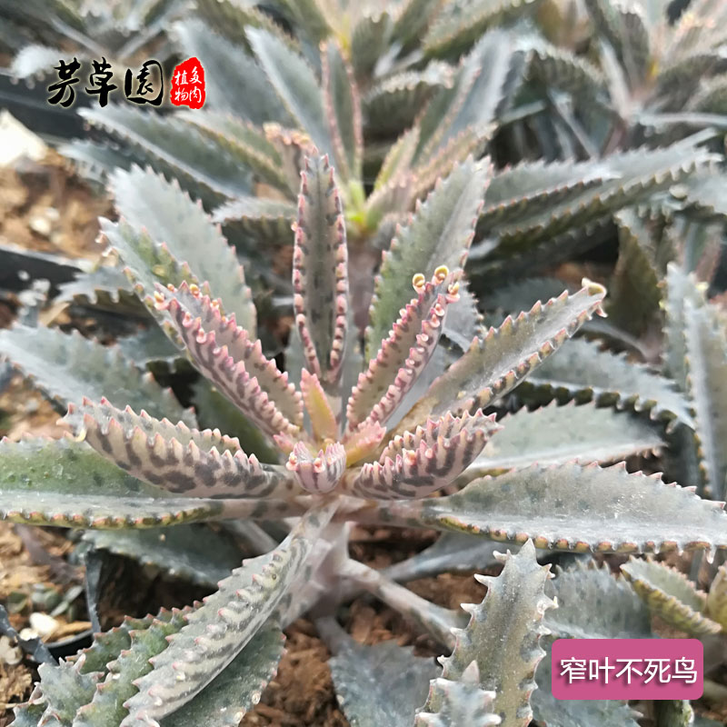 多肉植物窄叶不死鸟多少钱 多肉植物窄叶不死鸟优惠券免费领取 有条鱼