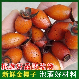 野生新鲜现摘金樱子熟果中药材泡酒材料特级刺梨子糖罐金英子干货