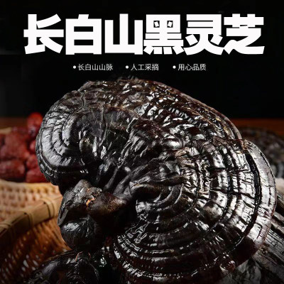 东北半野生平盖泡水长白山灵芝