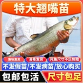 特大翘嘴鱼苗米级翘壳红鲌大白刁好养不死四川重庆冷淡水养殖活鱼