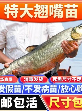 特大翘嘴鱼苗米级翘壳红鲌大白刁好养不死四川重庆冷淡水养殖活鱼