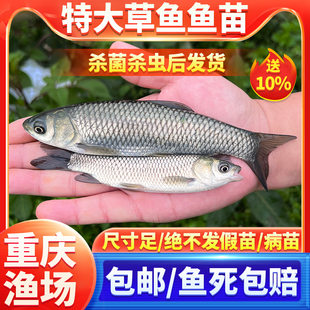 正宗草鱼苗特大尺寸螺蛳青鱼苗乌青草棒黑鲩重庆本地淡水养殖食用