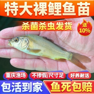 鲤鱼鱼苗无甲无鳞养殖食用淡水鱼好养活冷水活体德国镜鲤大型裸斑