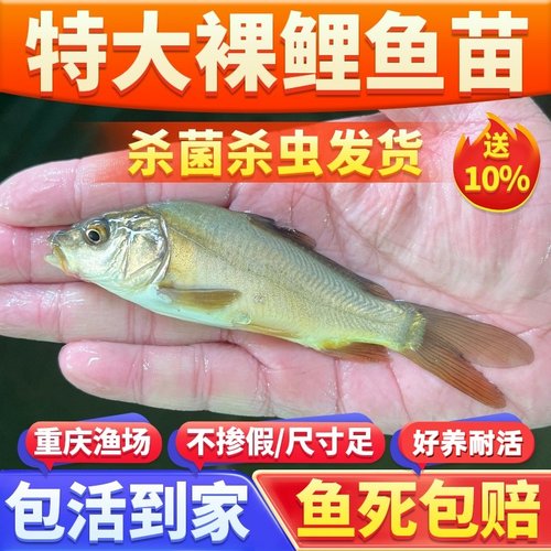 鱼苗裸鲤鱼苗裸斑冷淡水养殖食用