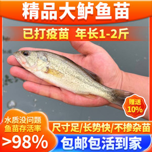 鲈鱼苗特大加州鲈鱼苗大口黑鲈路亚凶猛肉食观赏鱼养殖淡水路亚鱼