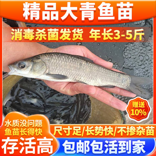 螺蛳青黑皖鱼苗淡水养殖食用