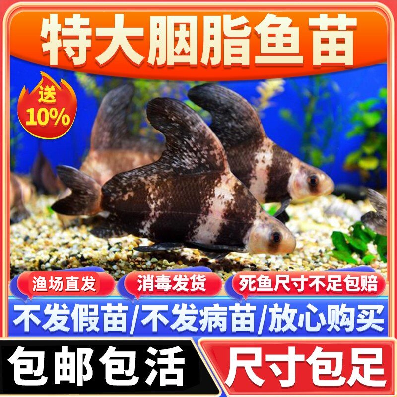 除藻观赏鱼胭脂鱼淡水养殖图片