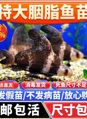 除藻观赏鱼胭脂鱼淡水养殖