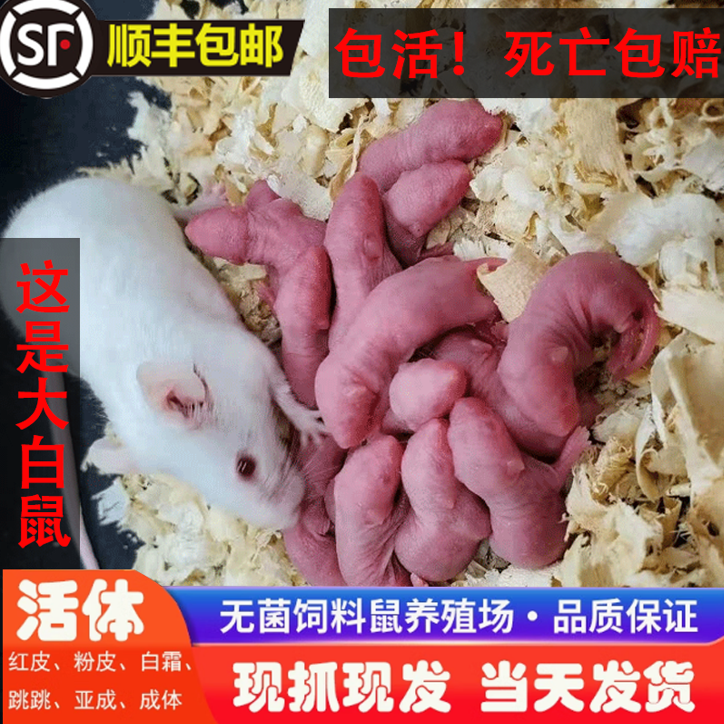 顺丰包活无菌大白鼠喂宠物蛇猫吃红皮乳鼠小老鼠仔耗子幼崽可泡酒