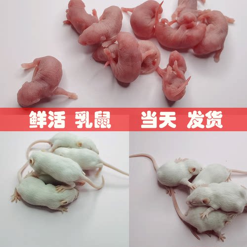 顺丰包活红皮乳鼠老鼠幼崽+冷冻