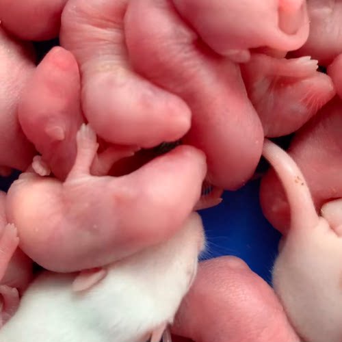 包活无菌冷冻小白鼠宠物蛇乳鼠喂猫吃红皮泡酒老鼠仔耗子幼崽