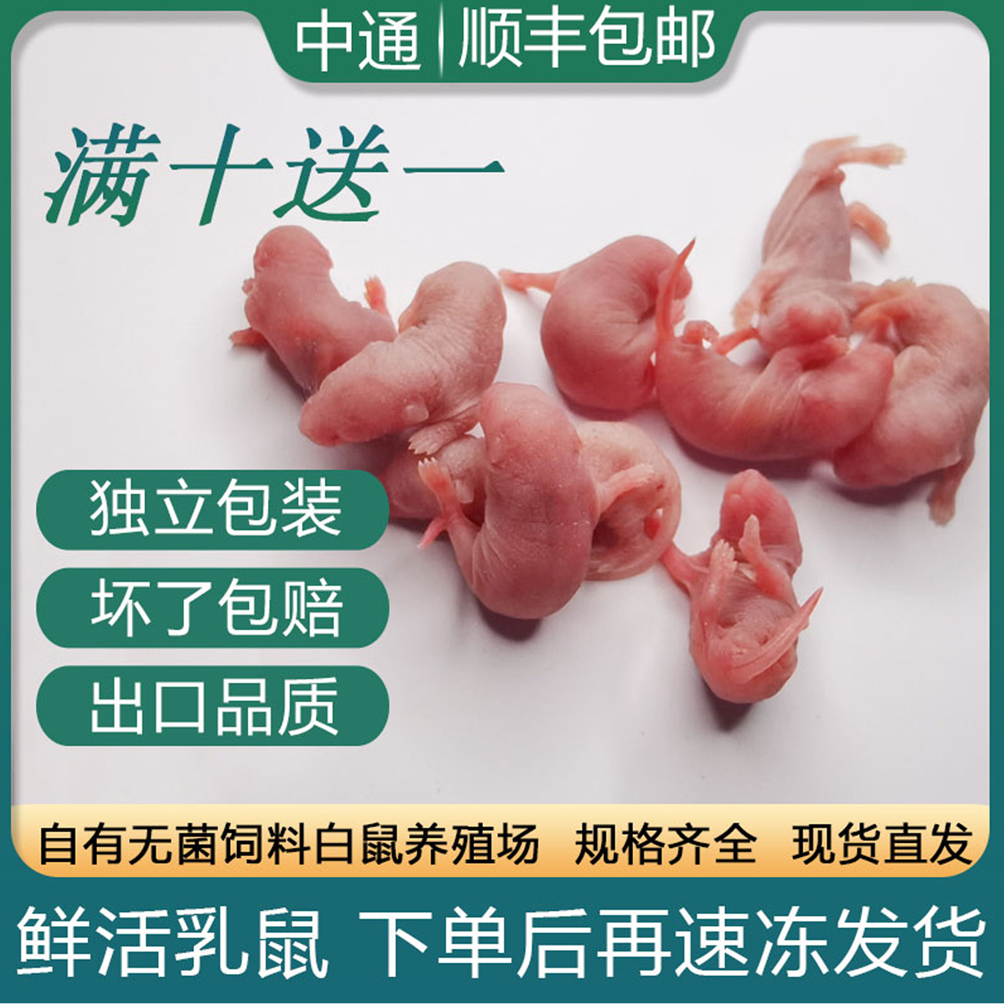 包活无菌冷冻小白鼠宠物蛇吃乳鼠喂猫红皮泡酒老鼠仔幼崽活的耗子