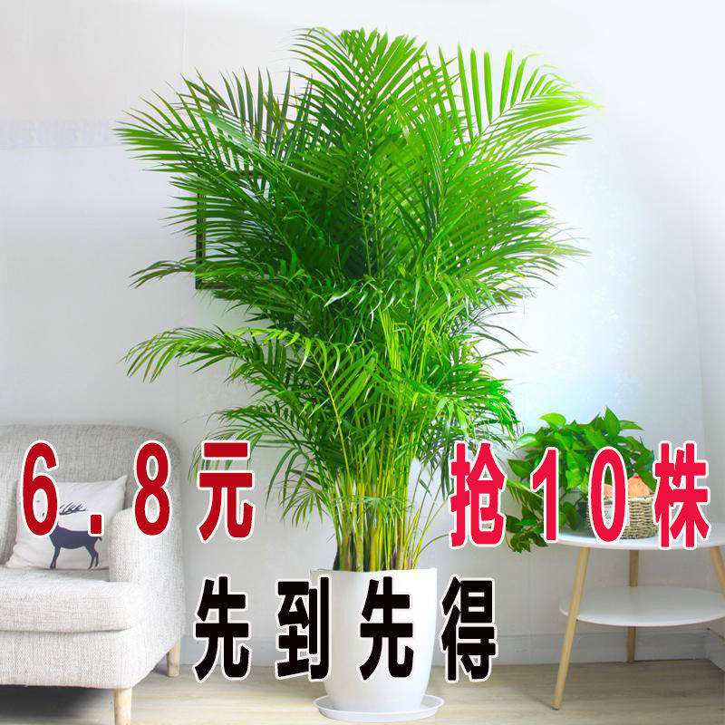散尾葵盆栽植物室内四季常青绿植凤尾竹好养活办公室花卉观叶盆栽使用感如何?