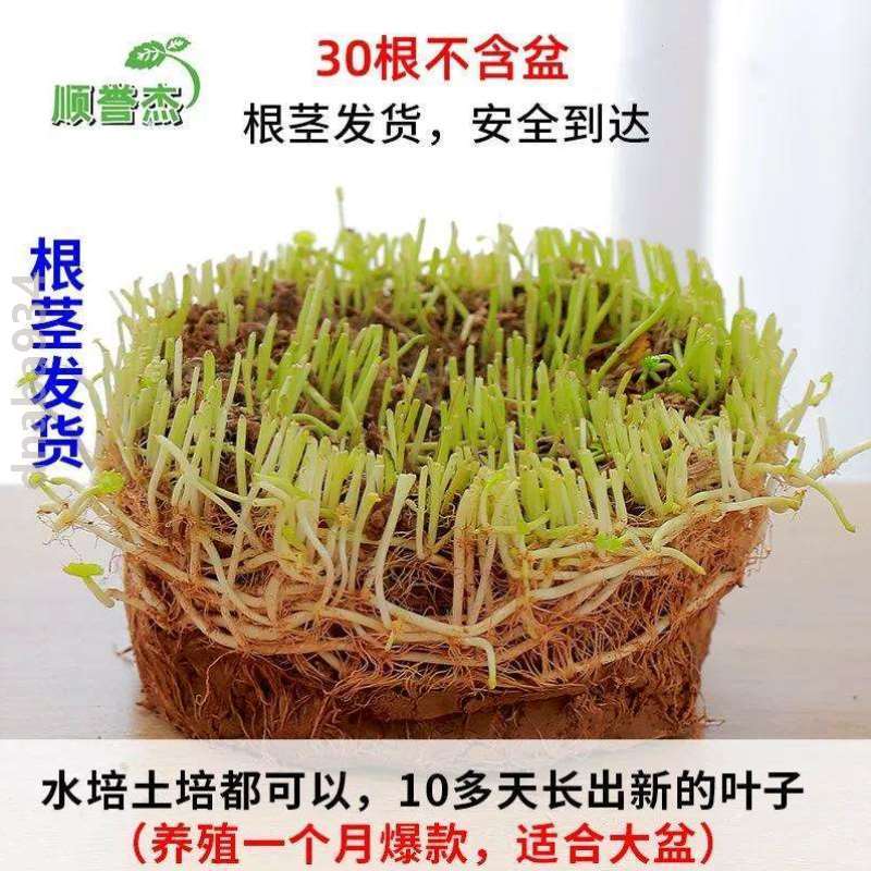 好养盆栽绿植大号四季净化铜钱花器睡莲办公室草水培栽植碗莲房间